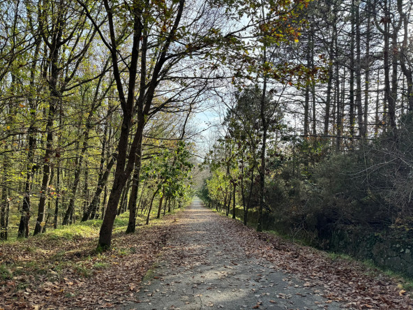 Yedikule & Ayvansaray Bahçe'den Yeşil Rota: Atatürk Arboretumu'nda Tıbbi Bitkilerin Dünyasında Doğanın İzinde Bir Keşif