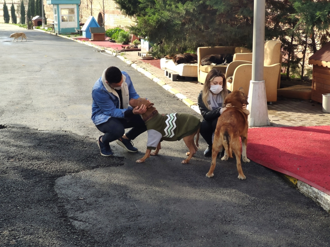 misket tavşan haberi