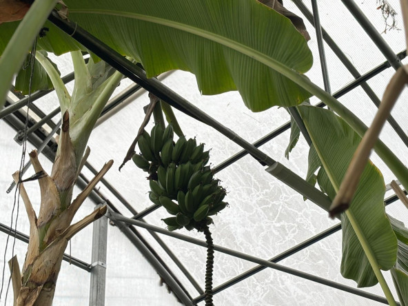 Şehrin Ortasında Tropikal Üretim: Yedikule & Ayvansaray Bahçe'de Muz Hasadı