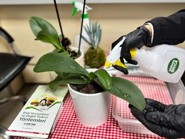 Fatih'in Doğasına Şifa: Bitki Hastanemiz Beyaz PTT'de