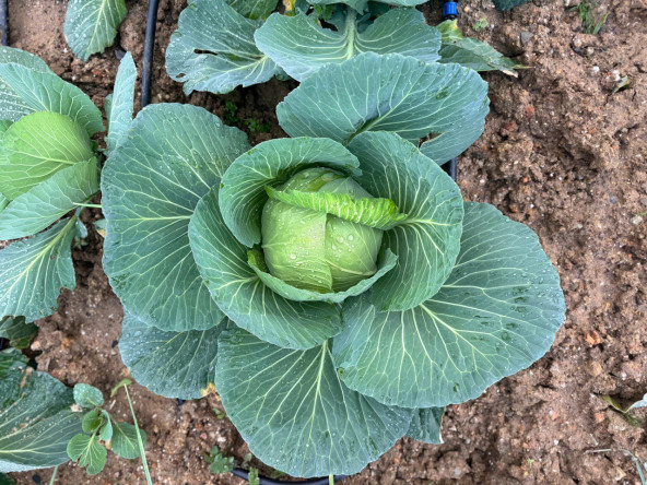 Ayvansaray Bahçe'de Kış Bereketi: Vatandaşlarımızla “Ayvansaray Lahanası” Çapa Zamanı Başladı
