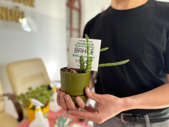 Fatih'in Doğasına Şifa: Bitki Hastanemiz Yıldız Teknik Üniversitesi Davutpaşa Kampüsü'nde