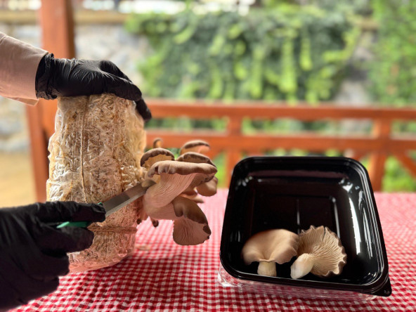 Ayvansaray Bahçe'de Vatandaşlarımıza Mantar Yetiştiriciliği Atölyesi Düzenleniyor