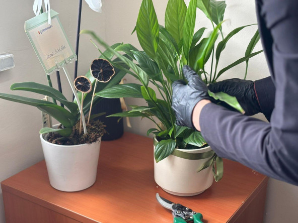 Fatih'in Doğasına Şifa: Bitki Hastanemiz Fatih İlçe Milli Eğitim Müdürlüğü'nde