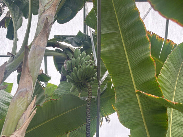 Şehrin Ortasında Tropikal Üretim: Yedikule & Ayvansaray Bahçe'de Muz Hasadı