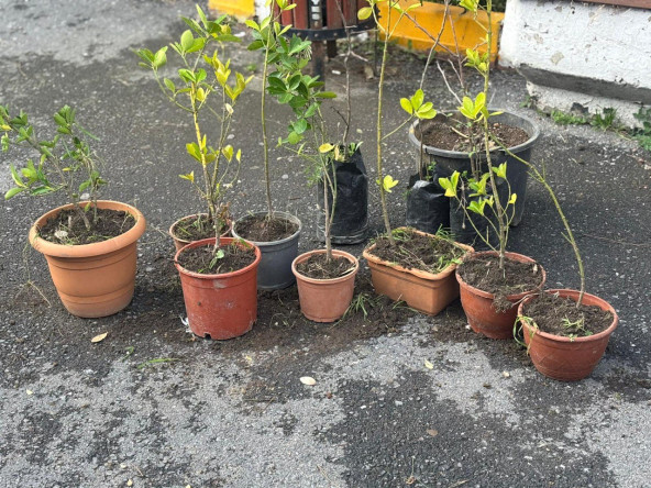 Fatih'in Doğasına Şifa: Bitki Hastanemiz Kadırga Erkek Öğrenci Yurdu'nda