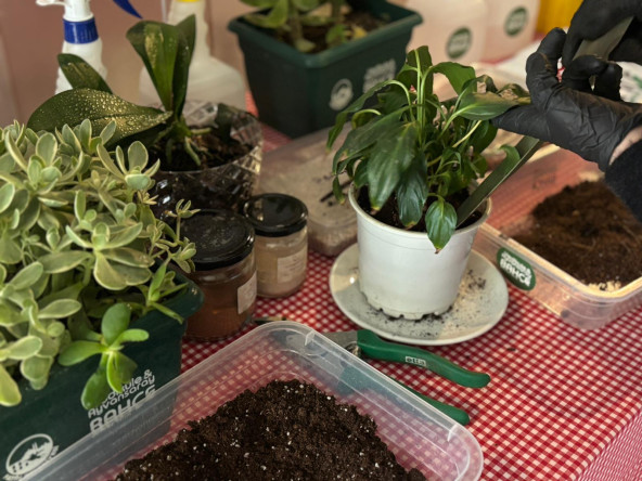 Fatih'in Doğasına Şifa: Bitki Hastanemiz GSB Asım Gültekin Gençlik Merkezi'nde