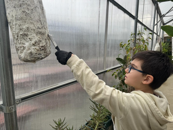 Ayvansaray Bahçe'de Çocuklarımızla Mantarın Dünyası: Topraktan Hasada Doğal Serüven