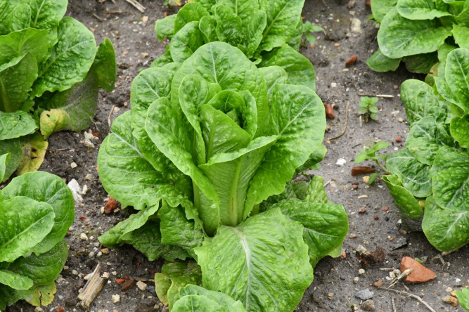 Yedikule Marulu: Şehrin Topraktan Gelen Hikâyesi