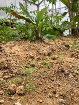 Ayvansaray Bahçe'de Atalık Tohumlar Geleceğe Taşınıyor