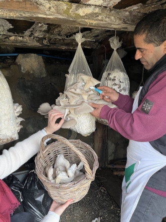 Ayvansaray Bahçe'de Vatandaşlarımıza Mantar Yetiştiriciliği Atölyesi Düzenleniyor