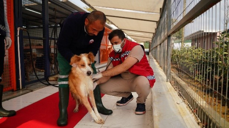 Yedikule Sahipsiz Hayvan Bakımevi Hizmetleri