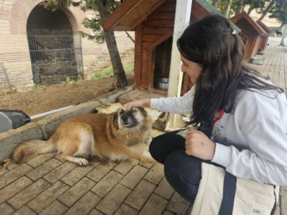 Yedikule Sahipsiz Hayvan Bakımevi Ziyaretleri