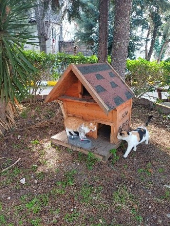 Kedi Evi Projesi