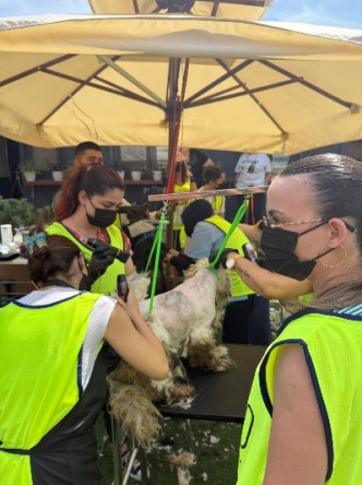Etkinlik/ Yedikule Sahipsiz Hayvan Bakımevi