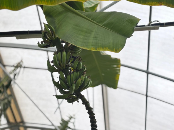 Şehrin Ortasında Tropikal Üretim: Yedikule & Ayvansaray Bahçe'de Muz Hasadı