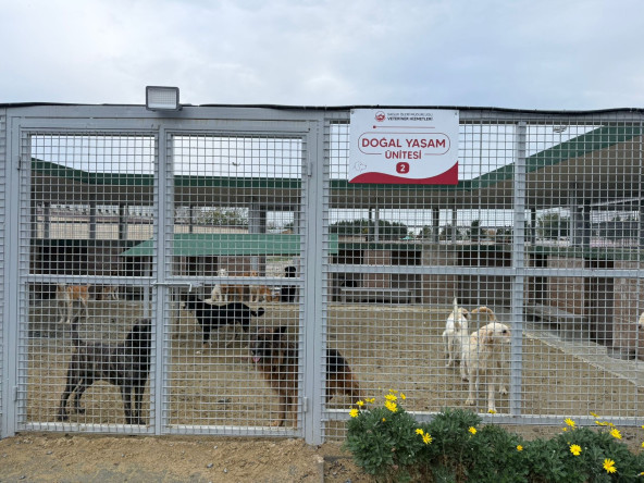 Sahipli Hayvanların Terk Edilmesi Yasak: 5199 Sayılı Kanun Kapsamında Hayvan Başına İdari Para Cezası Uygulanıyor