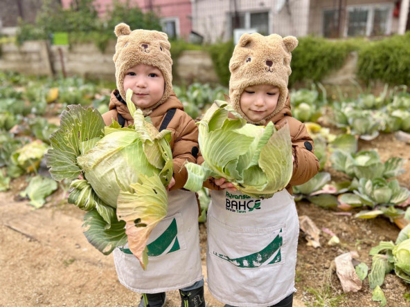 Ayvansaray Bahçe'de Vatandaşlarımızla Beyaz Lahana Yaprağı Hasadı