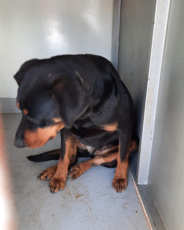 Dost'umuz Sağlığına Kavuştu haber