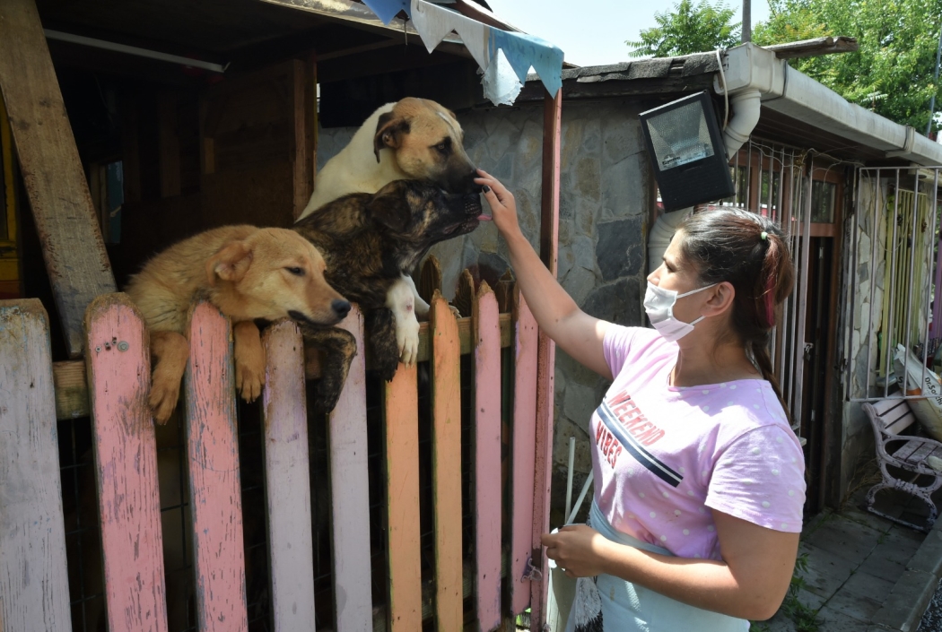 Dostlarımızın Yuvası Yedikule Hayvan Barınağı