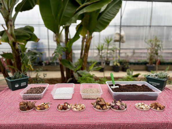 Ayvansaray Bahçe'de Soğanlı Çiçek Ekimi ve Bahar Dönemine Uyumlu Planlı Peyzaj Düzeni