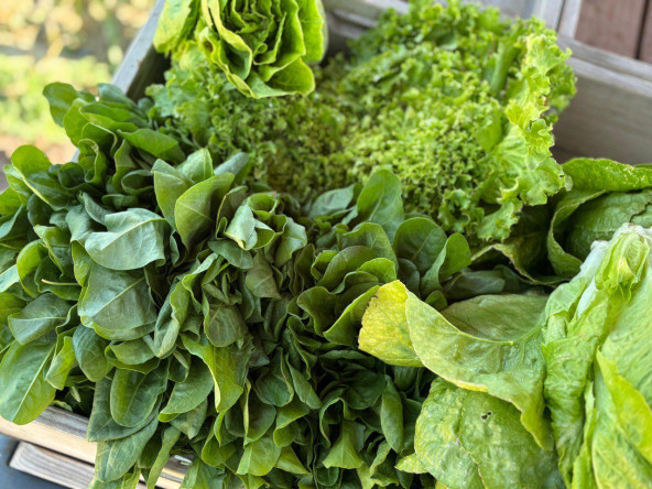 Yedikule Bahçe Manav'dan Sofralarınıza Doğallığın Taptaze Hali