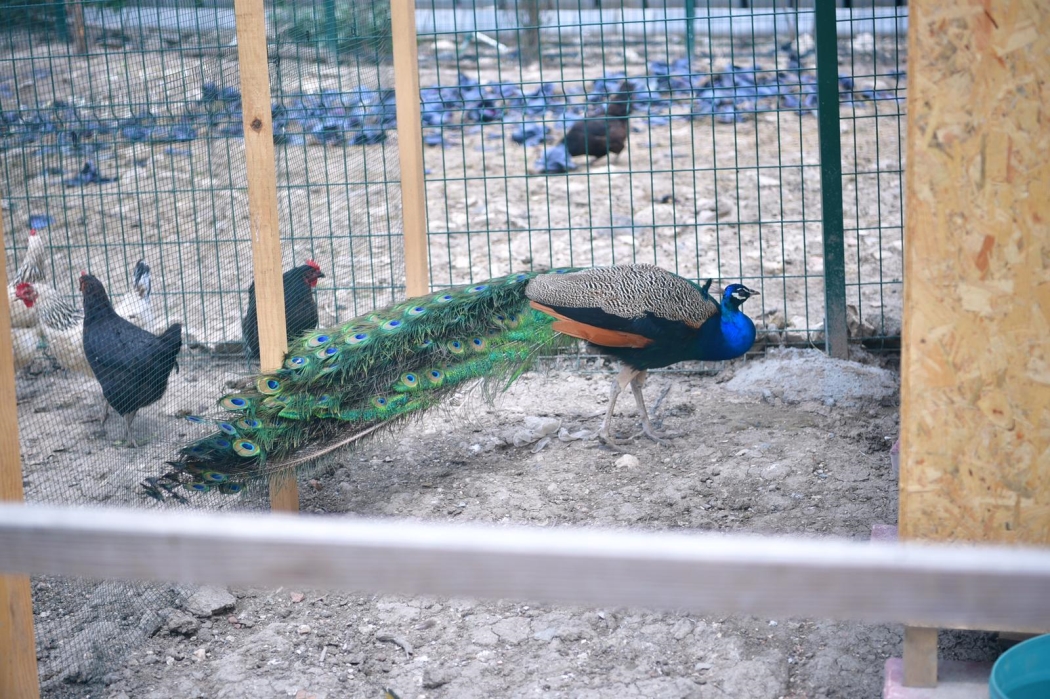 Şehirde Tarımın Merkezi Yedikule Bahçe haberi