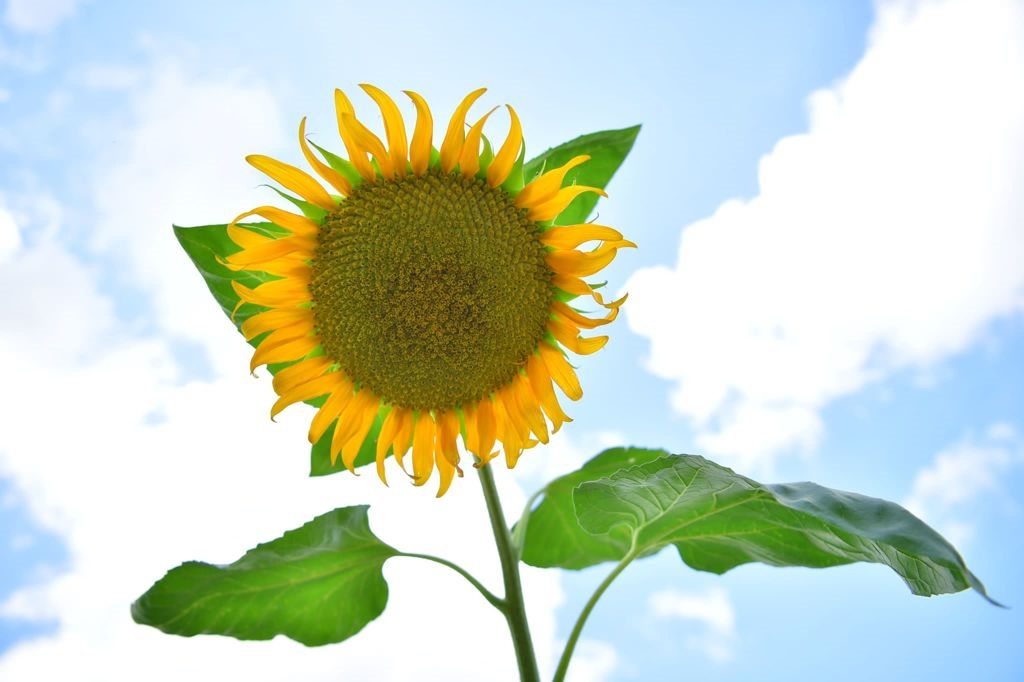 Minik Çiftçilerin Hasat Keyfi