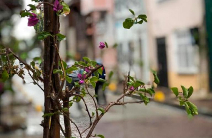 Tarih Kokan Sokaklar Begonvillerle Süsleniyor Tarih Kokan Sokaklar Begonvillerle Süsleniyor