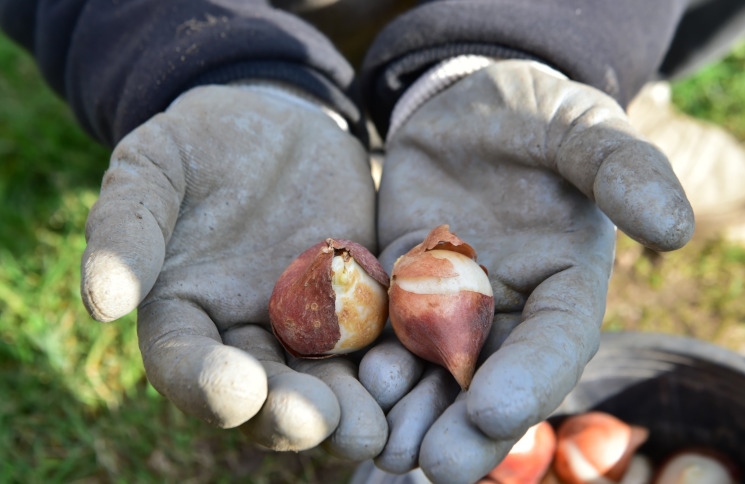 Mevsimlik Çiçeklerimizi Dikiyoruz Mevsimlik Çiçeklerimizi Dikiyoruz