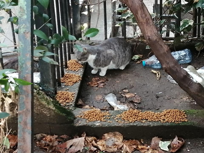 Sokak Hayvanları Unutulmadı Sokak Hayvanları Unutulmadı