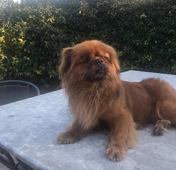 Sevimli Dostlarımıza Yuva Olabilirsiniz Sevimli Dostlarımıza Yuva Olabilirsiniz