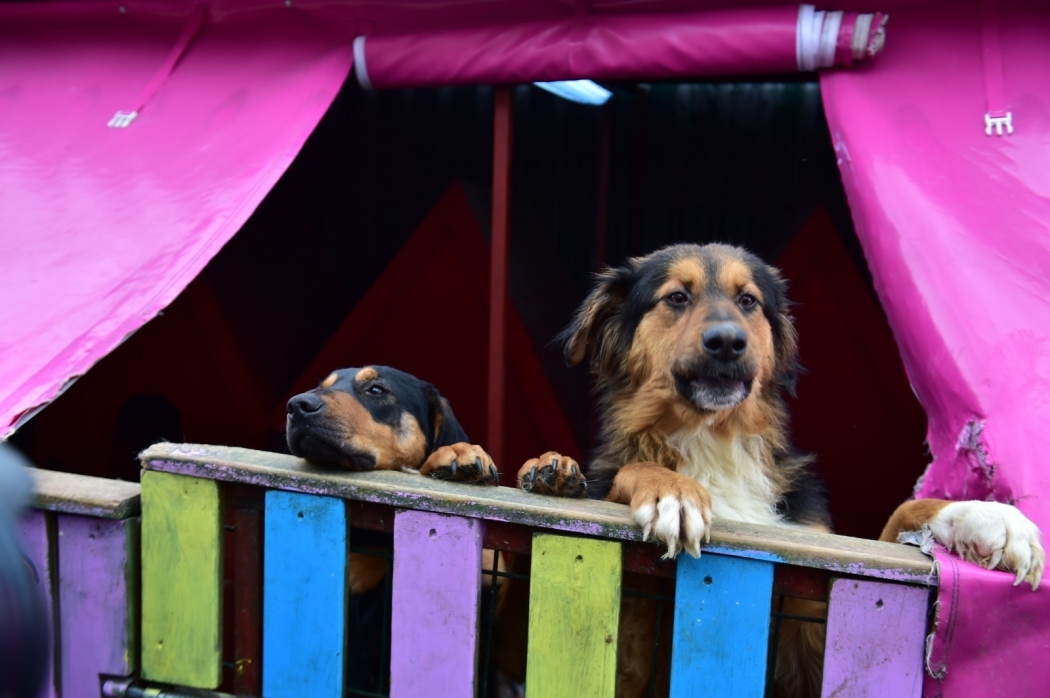 Yerel Hayvan Koruma Görevlisi Eğitimleri Devam Ediyor Yerel Hayvan Koruma Görevlisi Eğitimleri Devam Ediyor