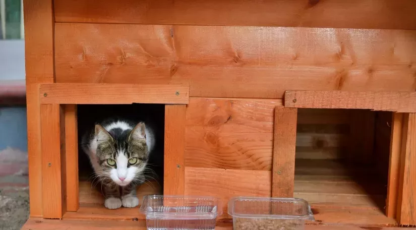Fatih Belediyesi Evi Parçalanan Kediyi Yeni Yuvasına Kavuşturdu