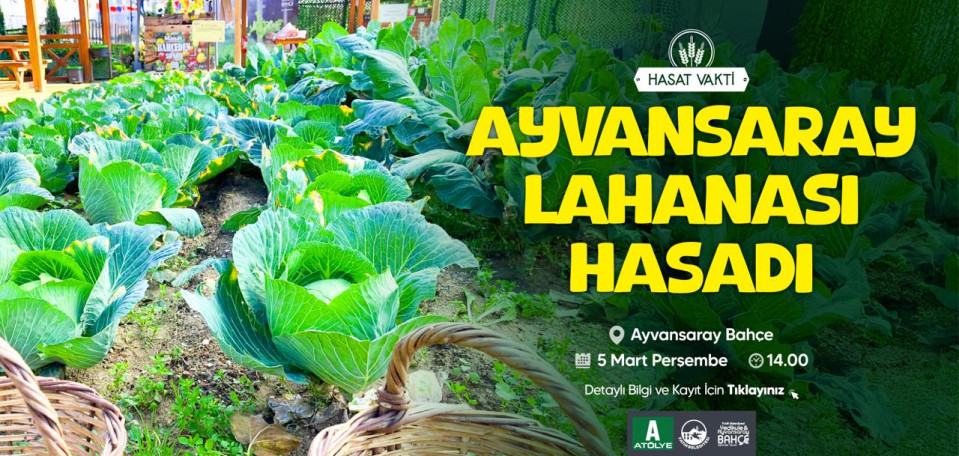 Ayvansaray Lahanası Hasadı