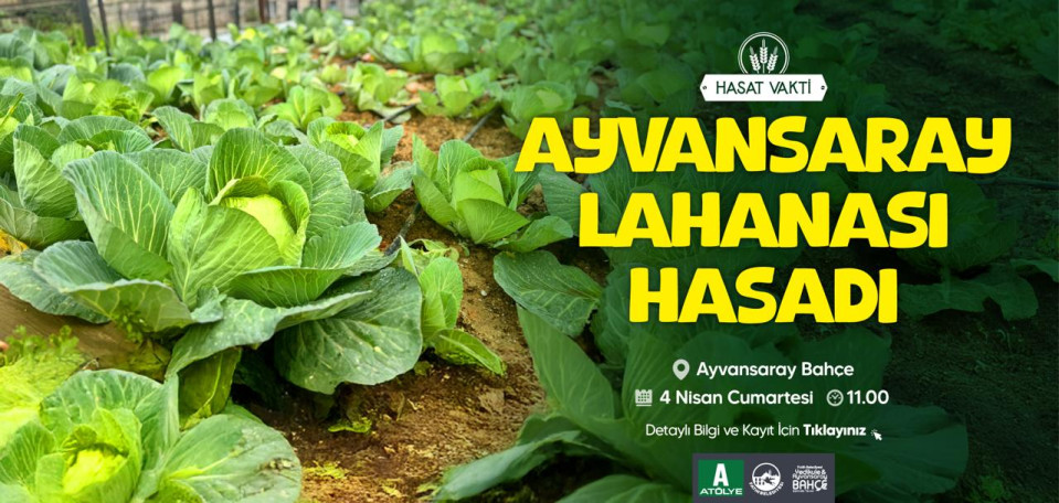 Ayvansaray Lahanası Hasadı