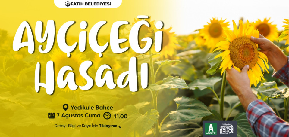 Ayçiçeği Hasadı